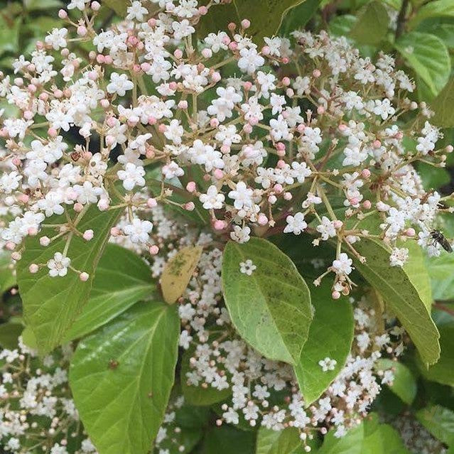 Viburnum japonicum