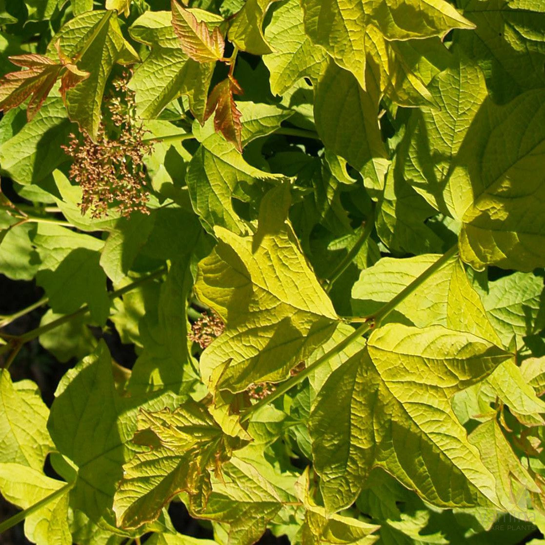 Viburnum opulus Aureum 1