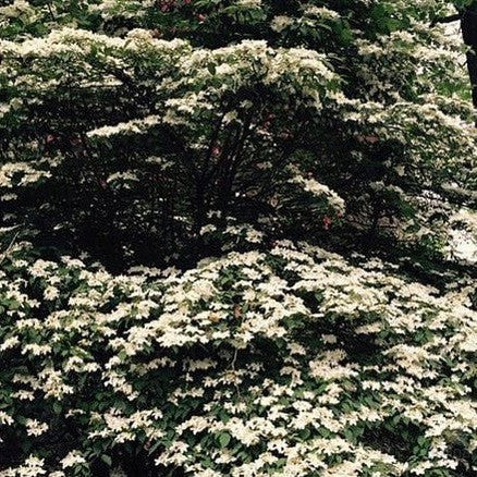 Viburnum plicatum Mariesii 1