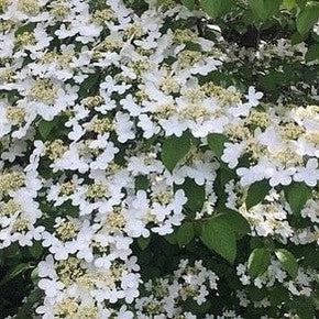 Viburnum plicatum Mariesii 2