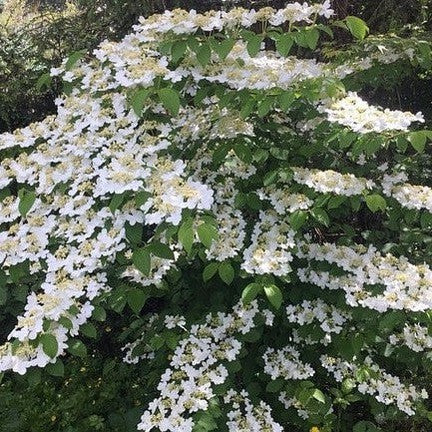 Viburnum plicatum Mariesii 3