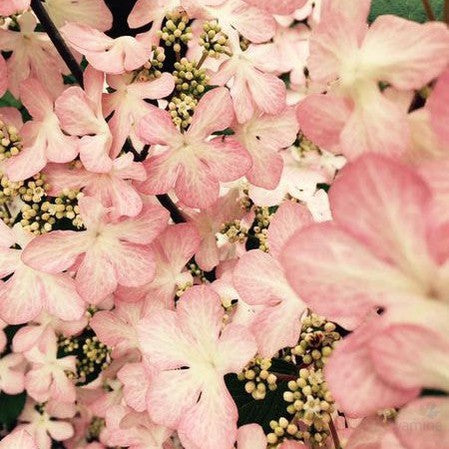 Viburnum plicatum Molly Schroeder 1