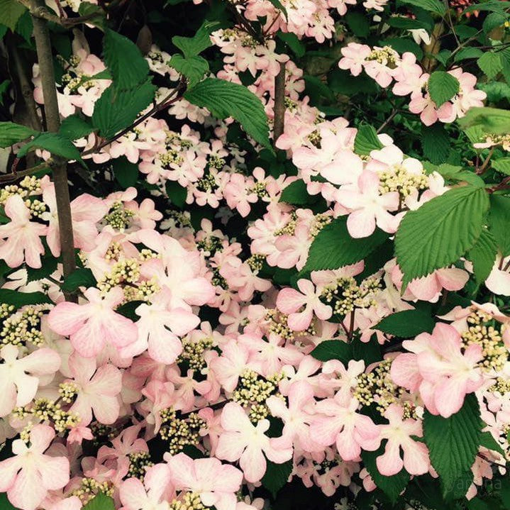 Viburnum plicatum Molly Schroeder 2