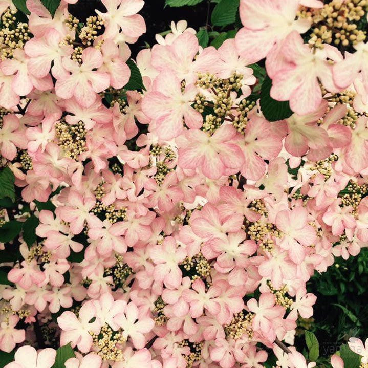 Viburnum plicatum Molly Schroeder 3