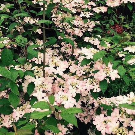 Viburnum plicatum Molly Schroeder 4