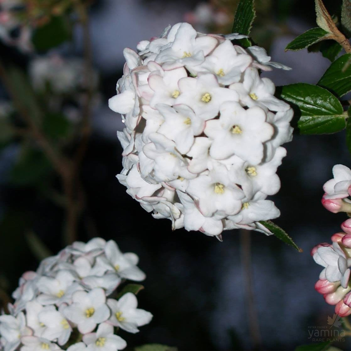 Viburnum x burkwoodii Anne Russell 1