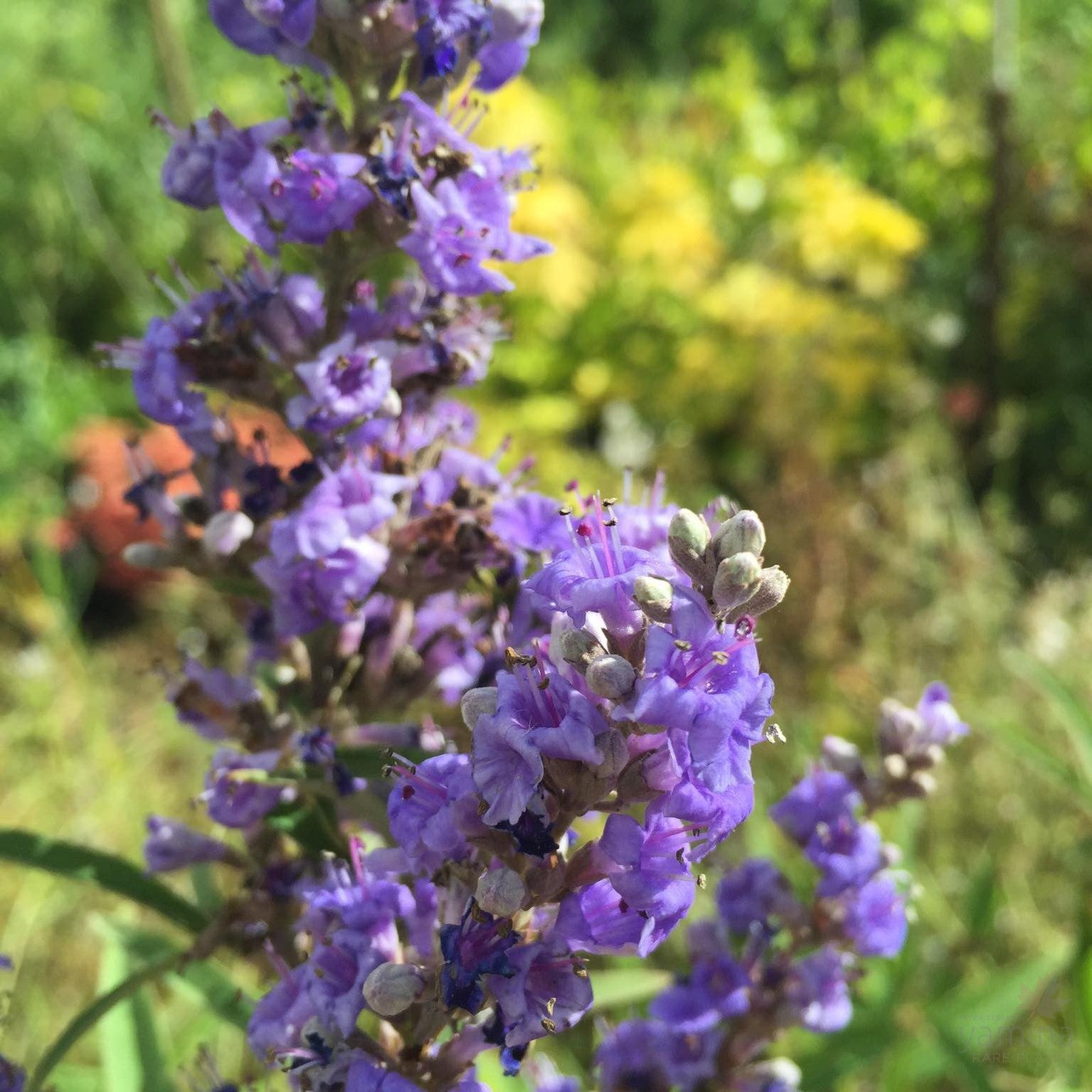 Vitex agnus-castus Abbeville Blue 1