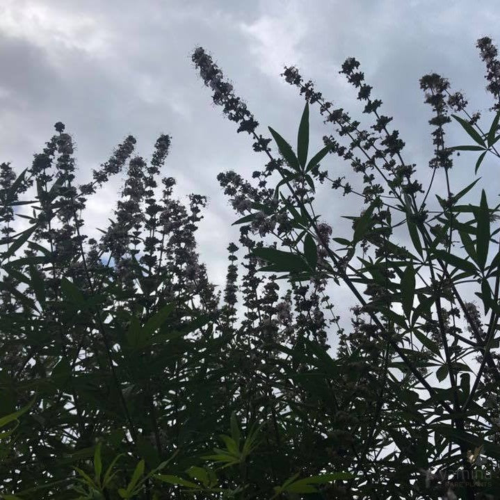 Vitex agnus-castus Alba 3
