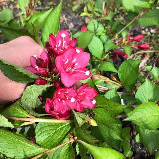 Weigela Eva Rathke (bohaté kvetení, obsahem dusíku, Vajgélie Rathke, vyšším obsahem) Weigela Eva Rathke
