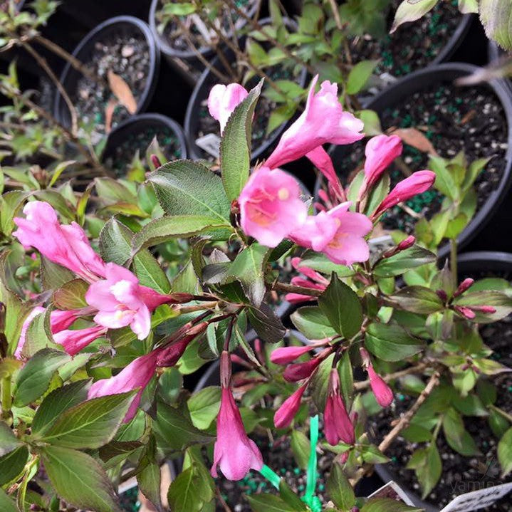 Weigela florida Foliis Purpureis 1