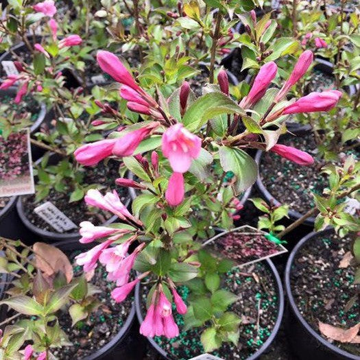 Weigela florida Foliis Purpureis 2