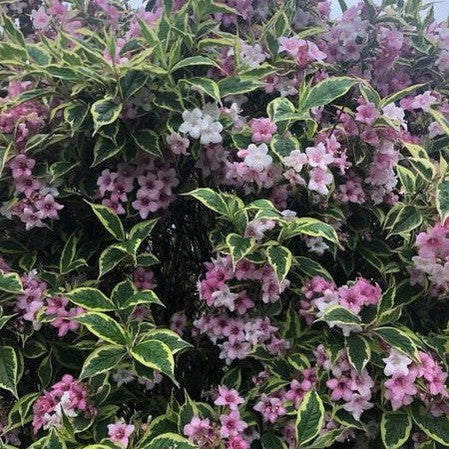 Weigela florida Variegata 1