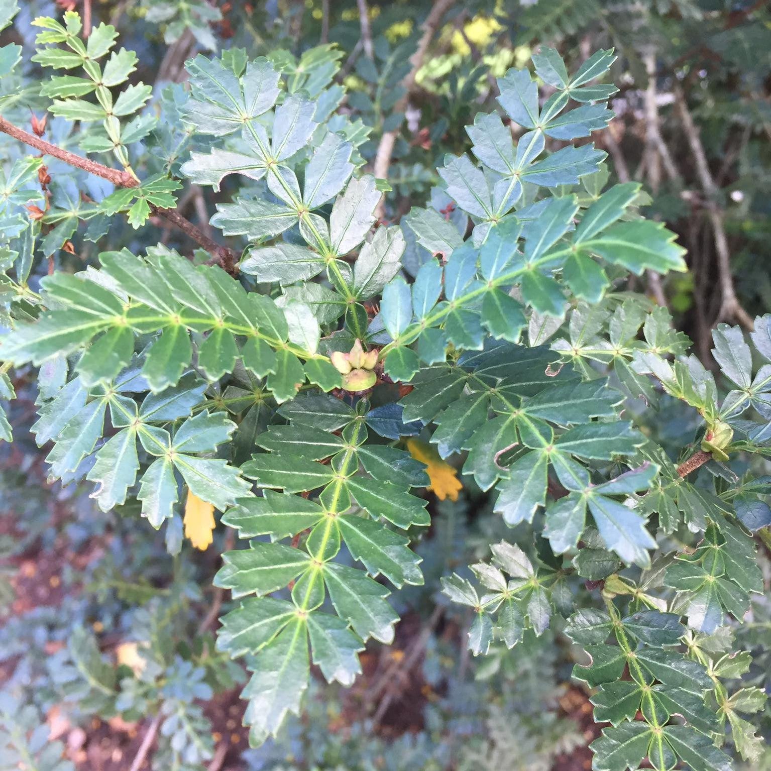 Weinmannia trichosperma 1