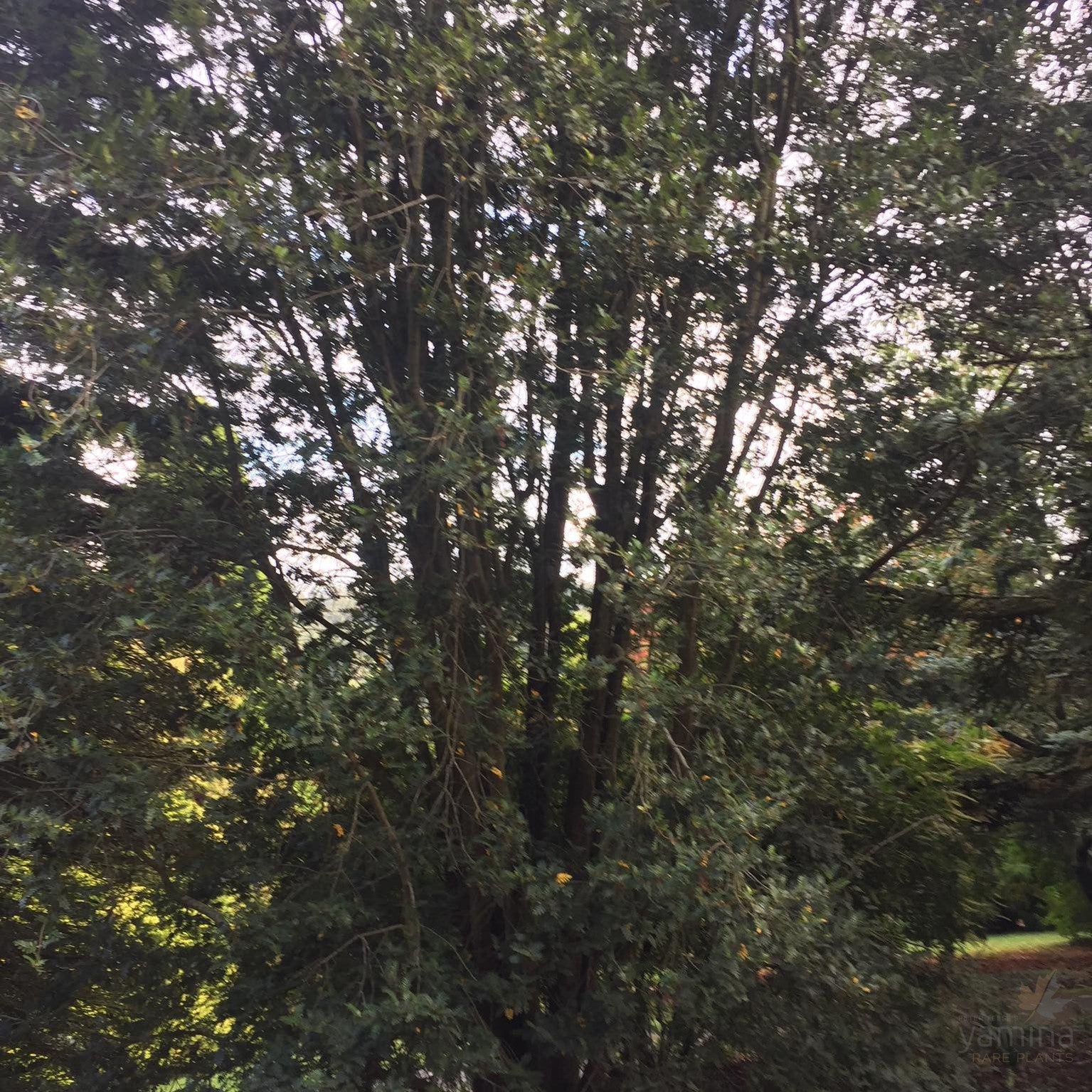 Weinmannia trichosperma 2