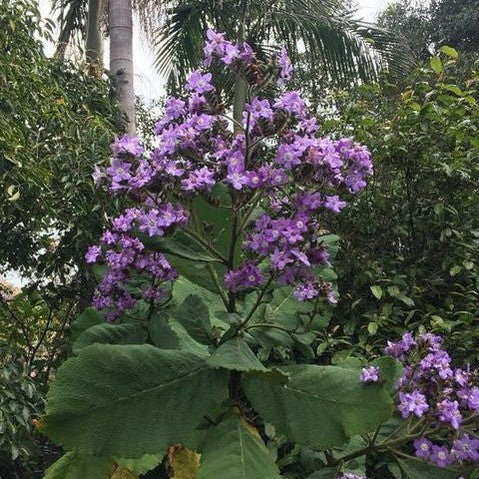 Wigandia caracasana 1