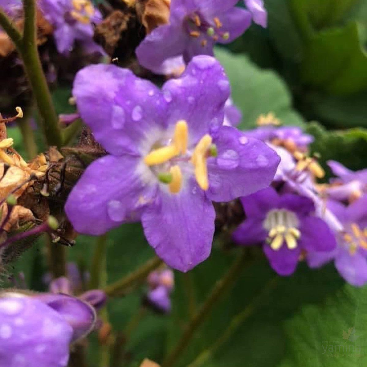 Wigandia caracasana 2