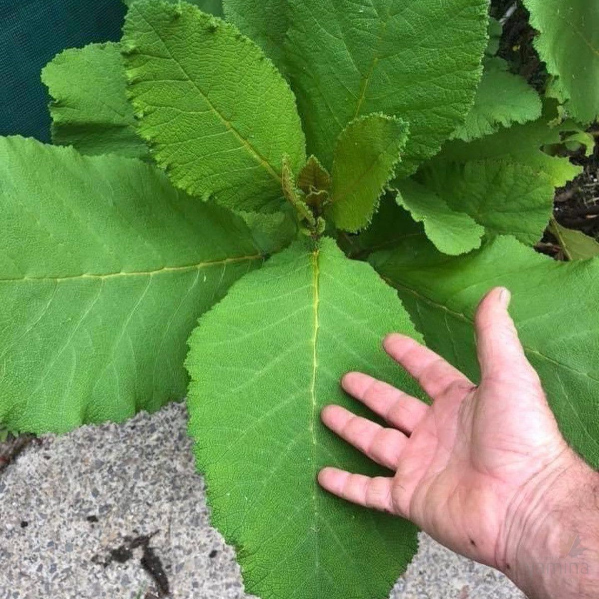 Wigandia caracasana 3