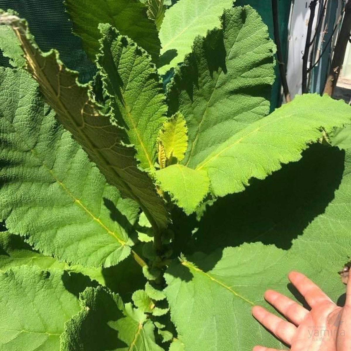 Wigandia caracasana 5