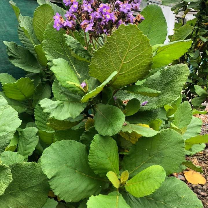 Wigandia caracasana 6