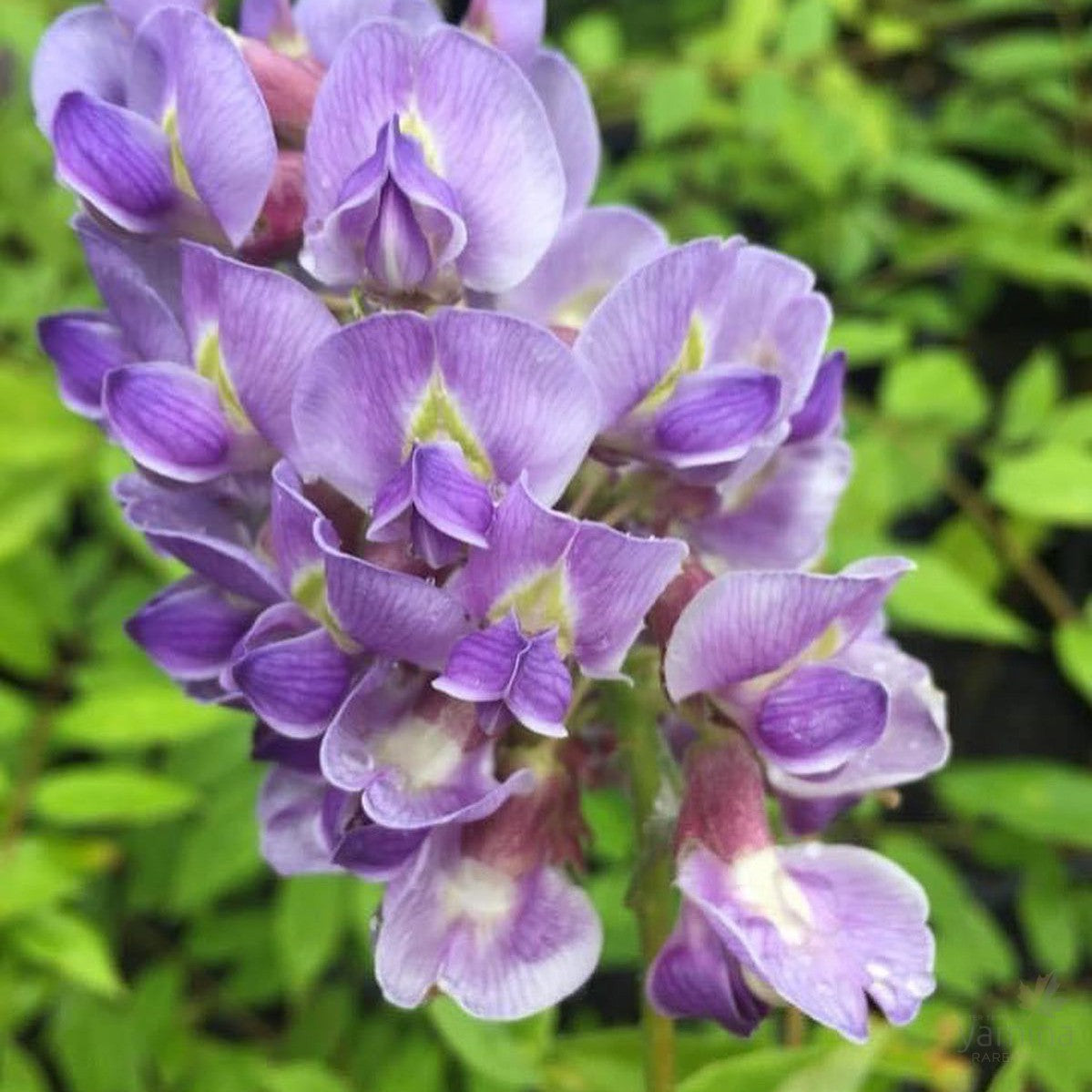 Wisteria Amethyst Falls 1