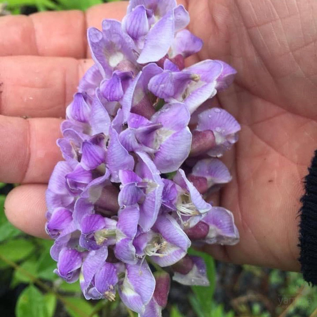 Wisteria Amethyst Falls 2