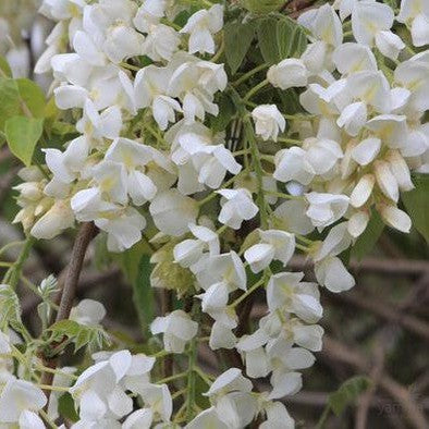 Wisteria brachybotrys Shiro Kapitan (White Silk/venusta)