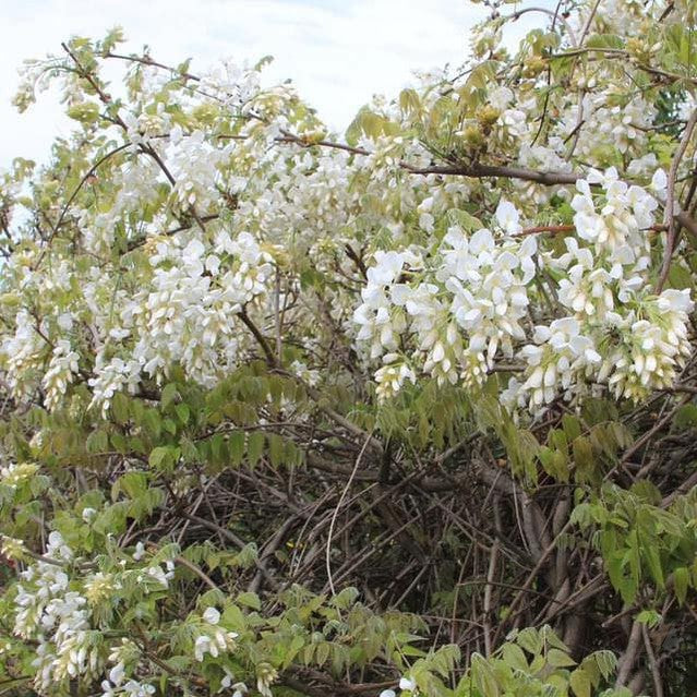 Wisteria brachybotrys Shiro Kapitan 2