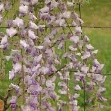 Wisteria floribunda Lawrence 1