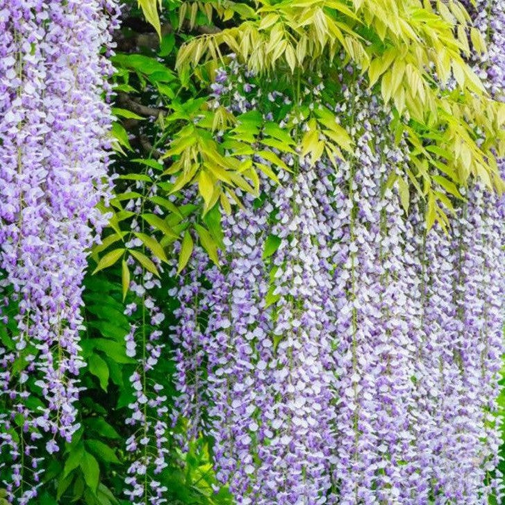 Wisteria floribunda Longissima