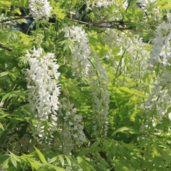 Wisteria floribunda Shiro Noda (Snow Showers)