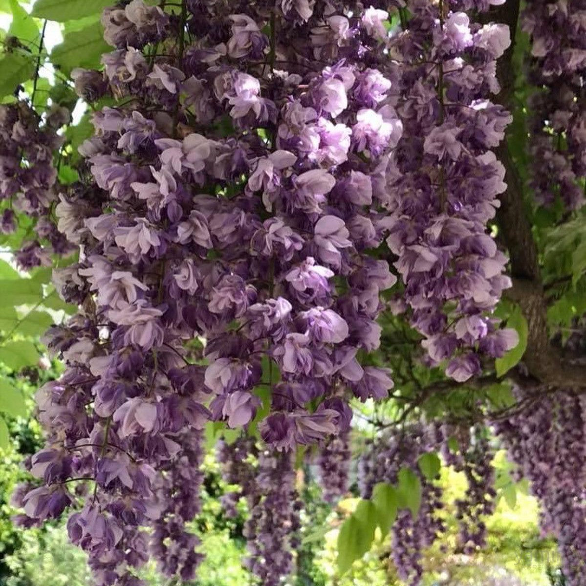 wisteria black dragon floribunda Wisteria floribunda Violacea Flore Plena (Black Dragon)
