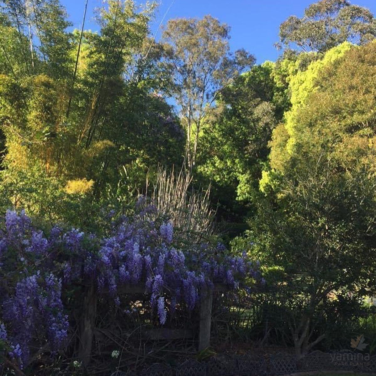 Wisteria floribunda Violacea Flore Plena (Black Dragon) 3