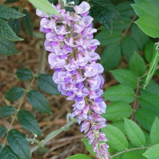 Wisteria macrostachya Bayou Two O'Clock 1