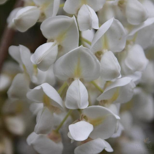 Wisteria venusta