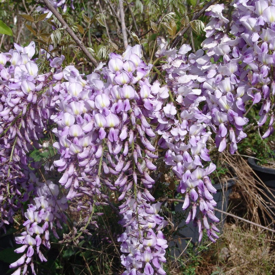 Wisteria x formosa