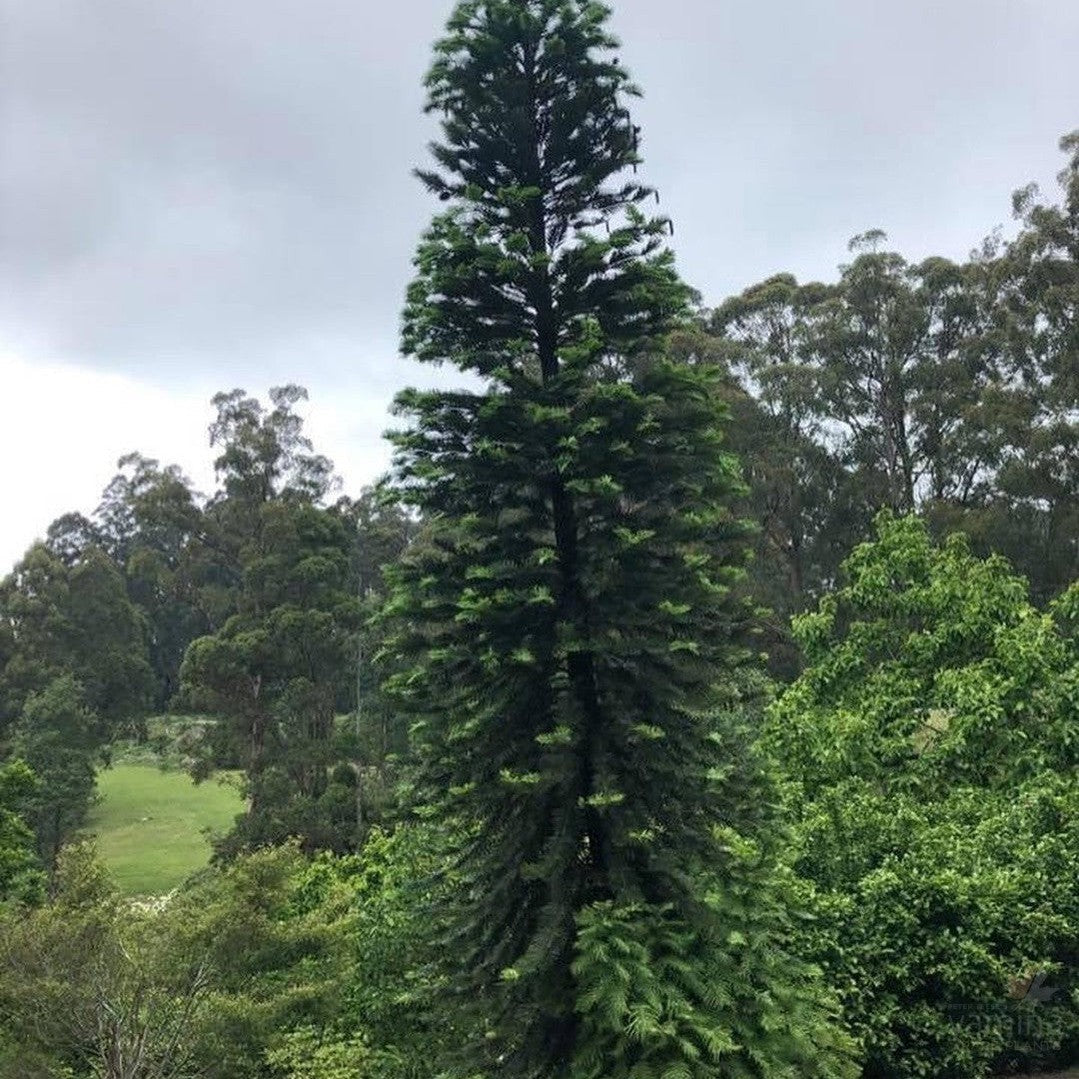 Wollemia nobilis (Wollemi Pine) 1