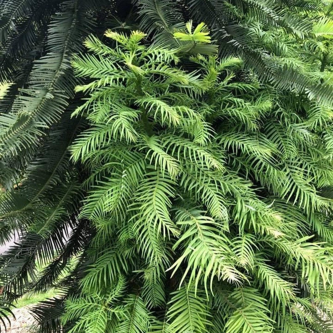 Wollemia nobilis (Wollemi Pine) 2