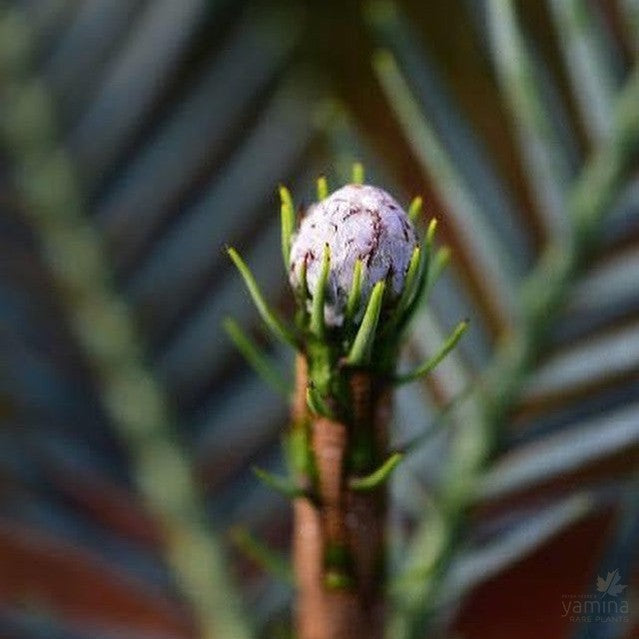 Wollemia nobilis (Wollemi Pine) 3