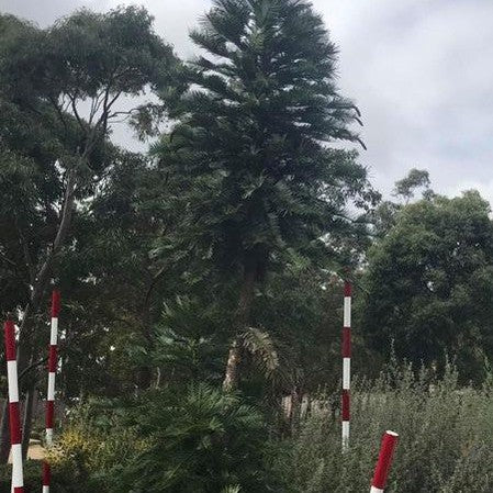 Wollemia nobilis (Wollemi Pine) 4