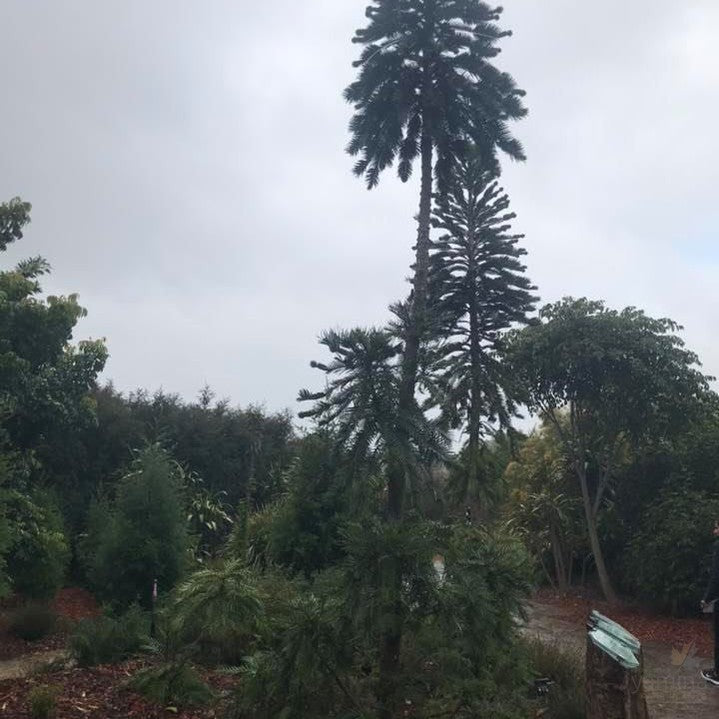 Wollemia nobilis (Wollemi Pine) 6