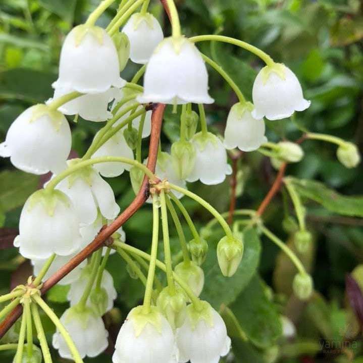 Zenobia pulverulenta 1