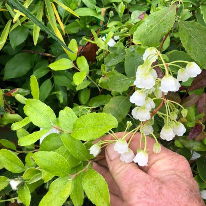 Zenobia pulverulenta 2