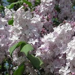 Syringa Clarke's Giant-Yamina Rare Plants
