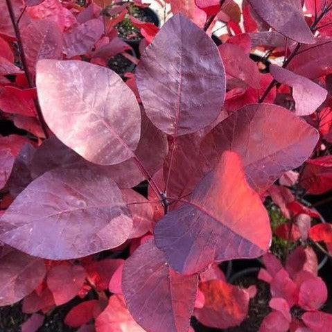 Cotinus