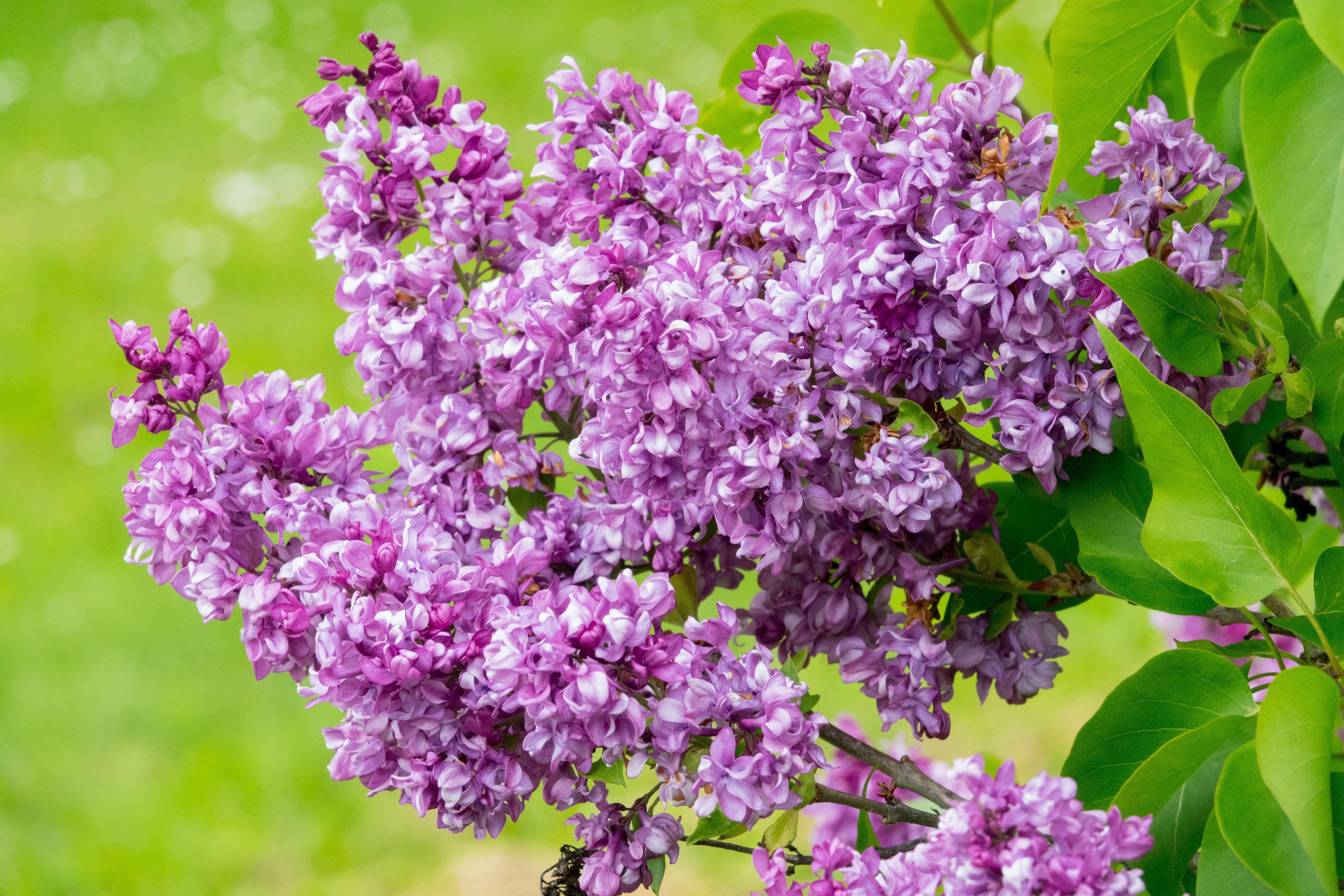 Syringa (Lilac)