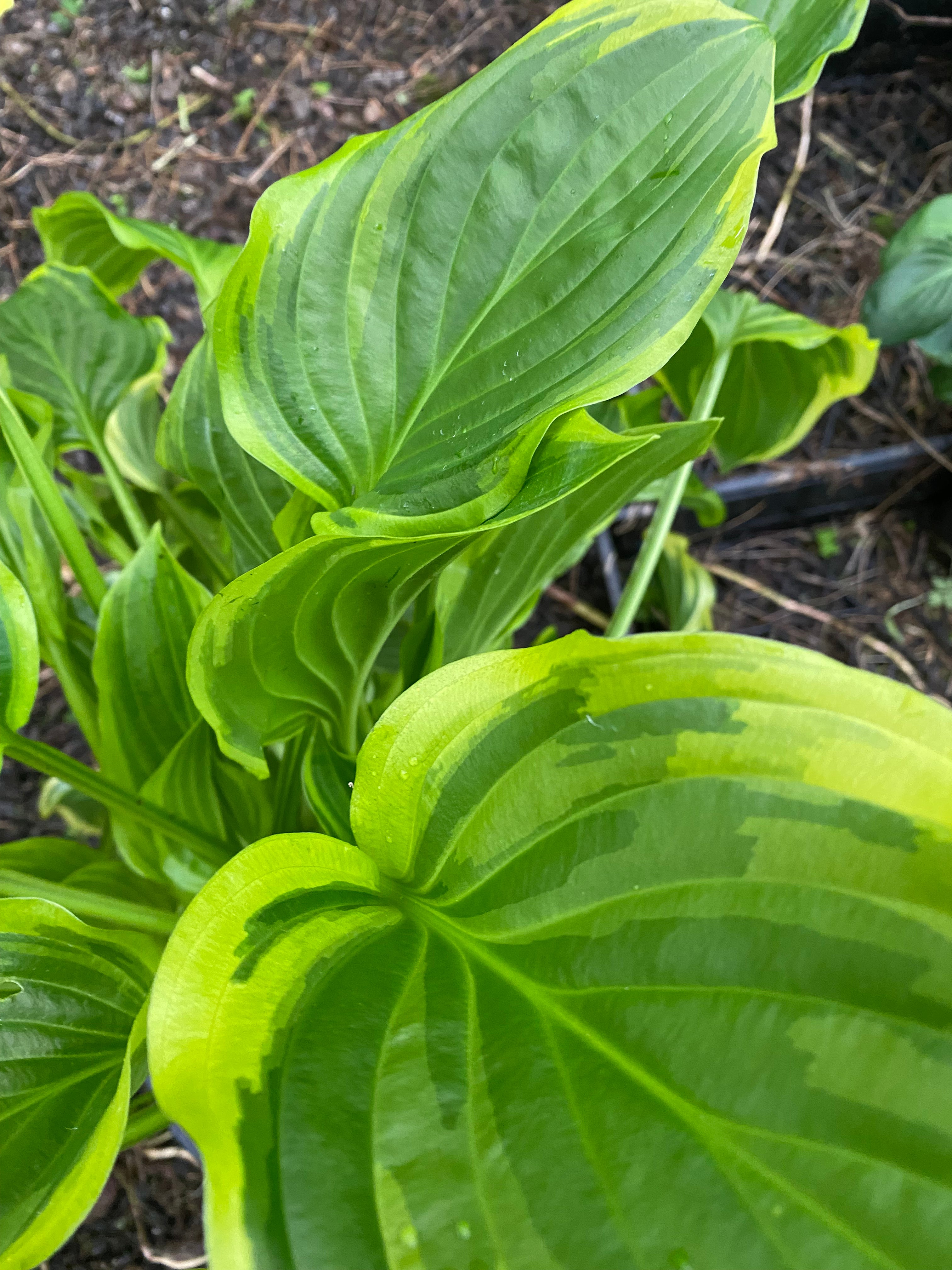 Hosta