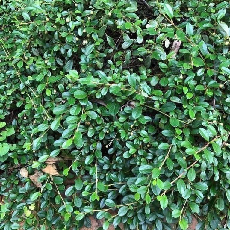 Cotoneaster dammeri Radicans