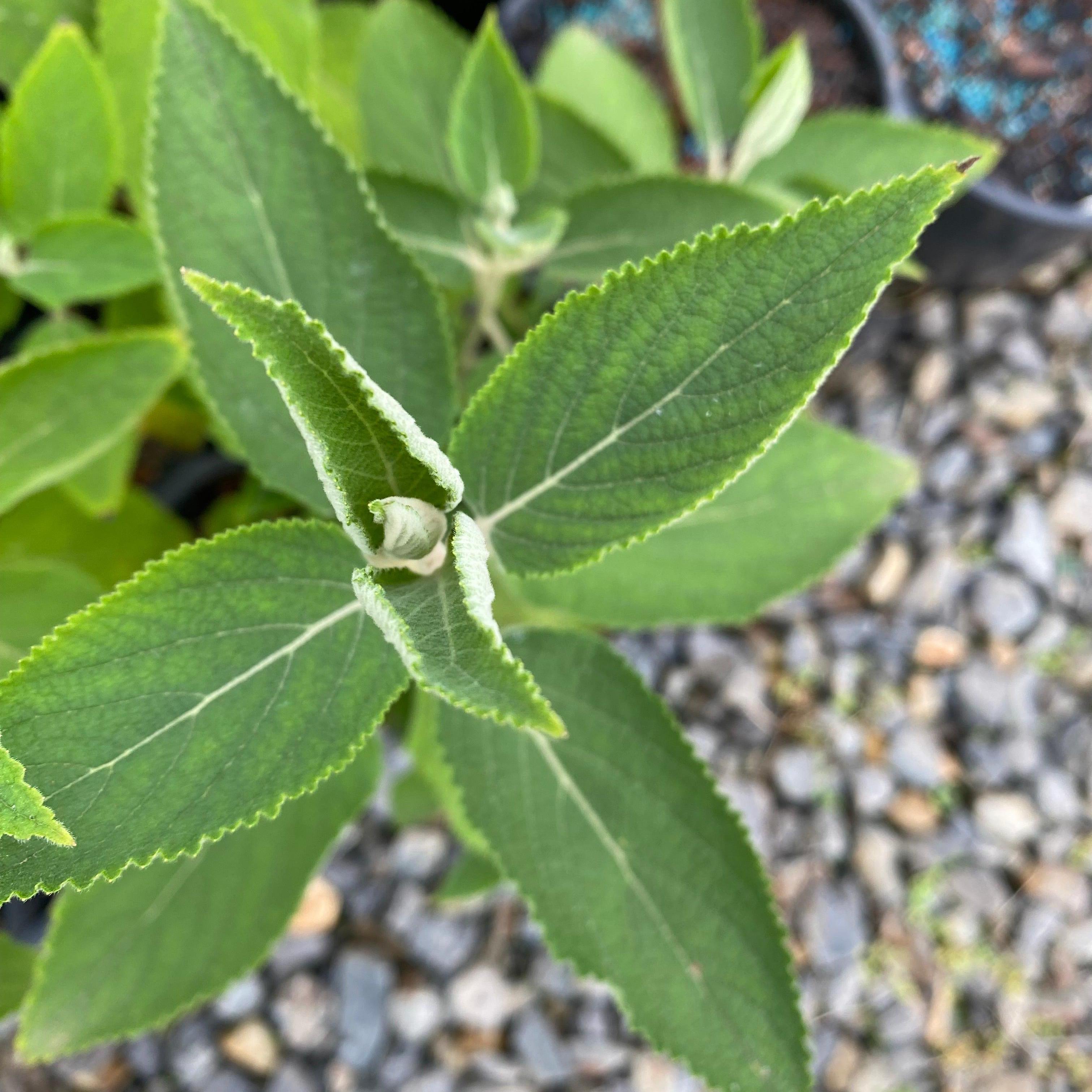 Colquhounia coccinea-Yamina Rare Plants