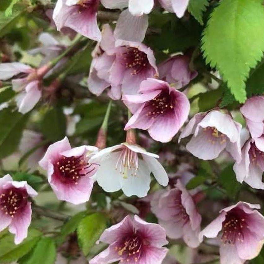 Prunus incisa Kojo-No-Mai (Fuji Cherry)-Yamina Rare Plants