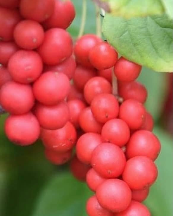 Schisandra chinensis